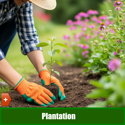 Plantation de plantes vivaces. Plantation de plantes saisonnières. Plantation d"arbustes - je bricole je jardine
